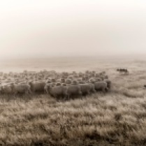 ©Tadd Myers - Rangefinder Award -"New Zealand Sheep Dogs"