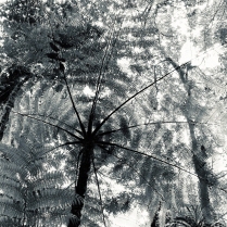 "Monteverde" ©Irene Pena
